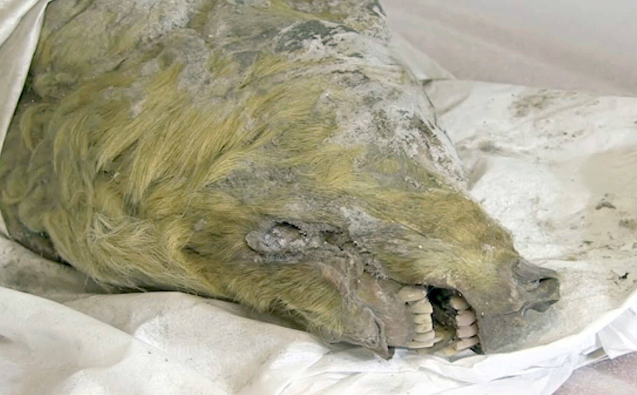 The head of an Ice Age wolf, at the Mammoth Fauna Study Department at the Academy of Sciences of Yakutia, Russia. (Valery Plotnikov/Mammoth Fauna Study Department at the Academy of Sciences of Yakutia via AP)
