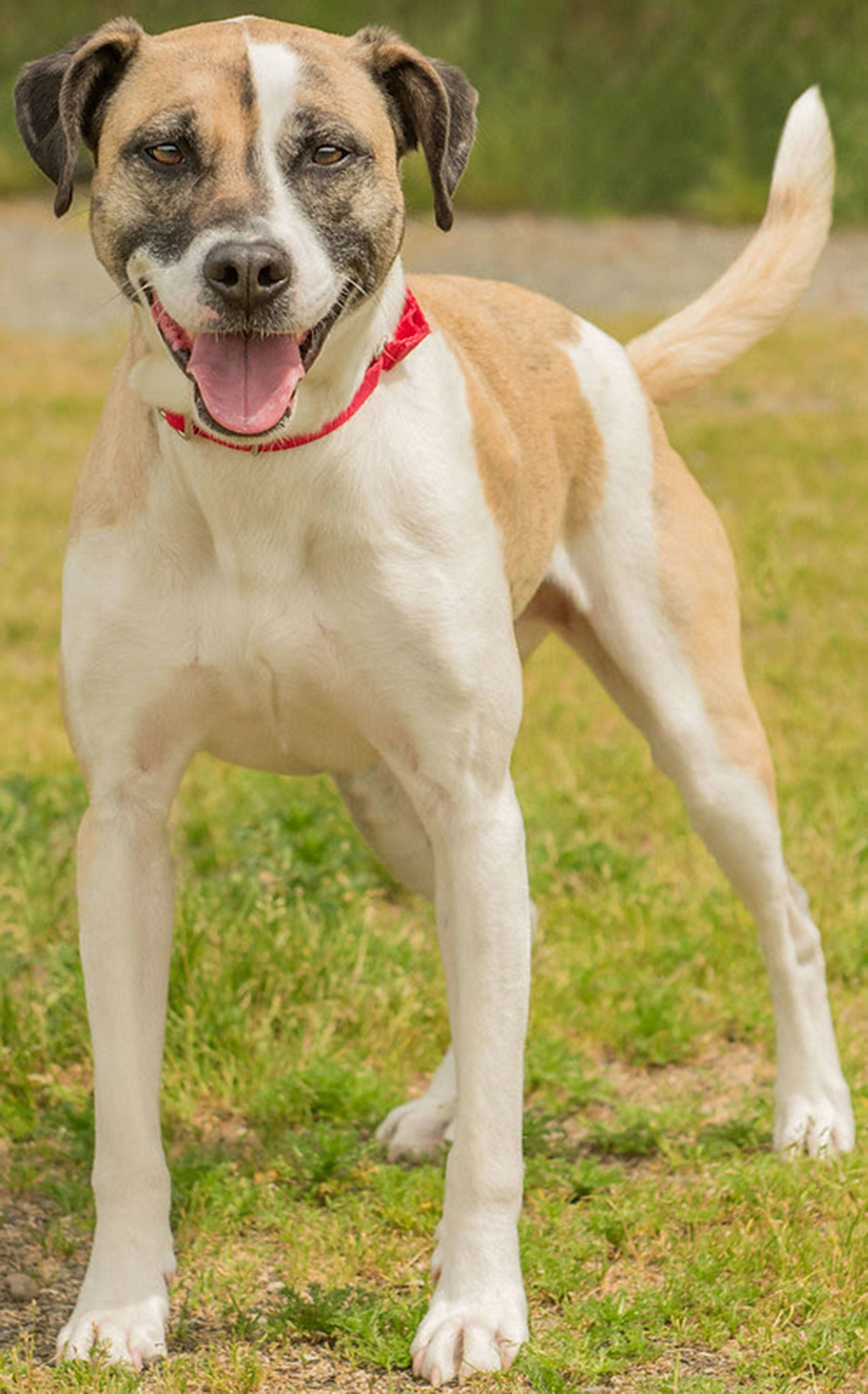 Meet Chief! This guy is playful and active, he likes you to know he’s around, so he’s always wanting to have a conversation. Because of this he shouldn’t live in a new home too close to other people as it may disturb your neighbors. He’s going to love an active home, he’ll do fine with lively pets too! Check out this adventurous guy if you are looking for a new family pet. Chief likes to escape in search of adventure and will need secure confinement when not being supervised. (Curt Story/Everett Animal Shelter)