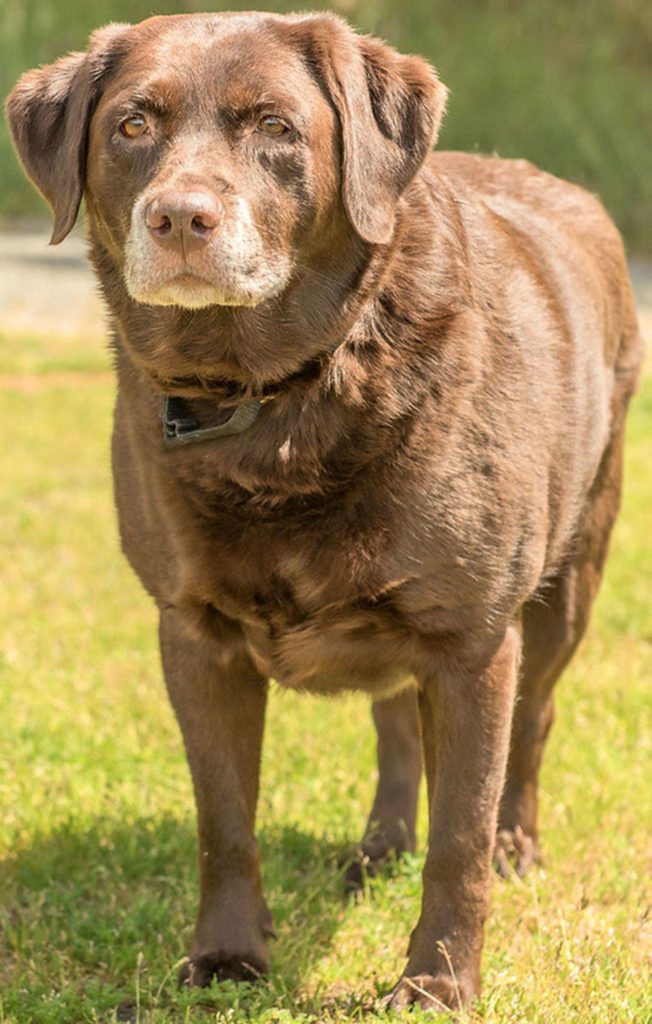 Maci is a lovely English Lab looking for a specific home. She does not get along with female dogs but may do OK with a calm male dog. She will need a meet and greet with the resident dog. She does not enjoy the shenanigans of small children so any children in the home will need to be over 13 years old. Maci does not like to be hugged and needs people to respect her space. She is overweight and on thyroid medication once a day. Daily exercise will keep Maci happy and healthy! Medical info; Maci takes daily thyroid medication (Curt Story/Everett Animal Shelter)
