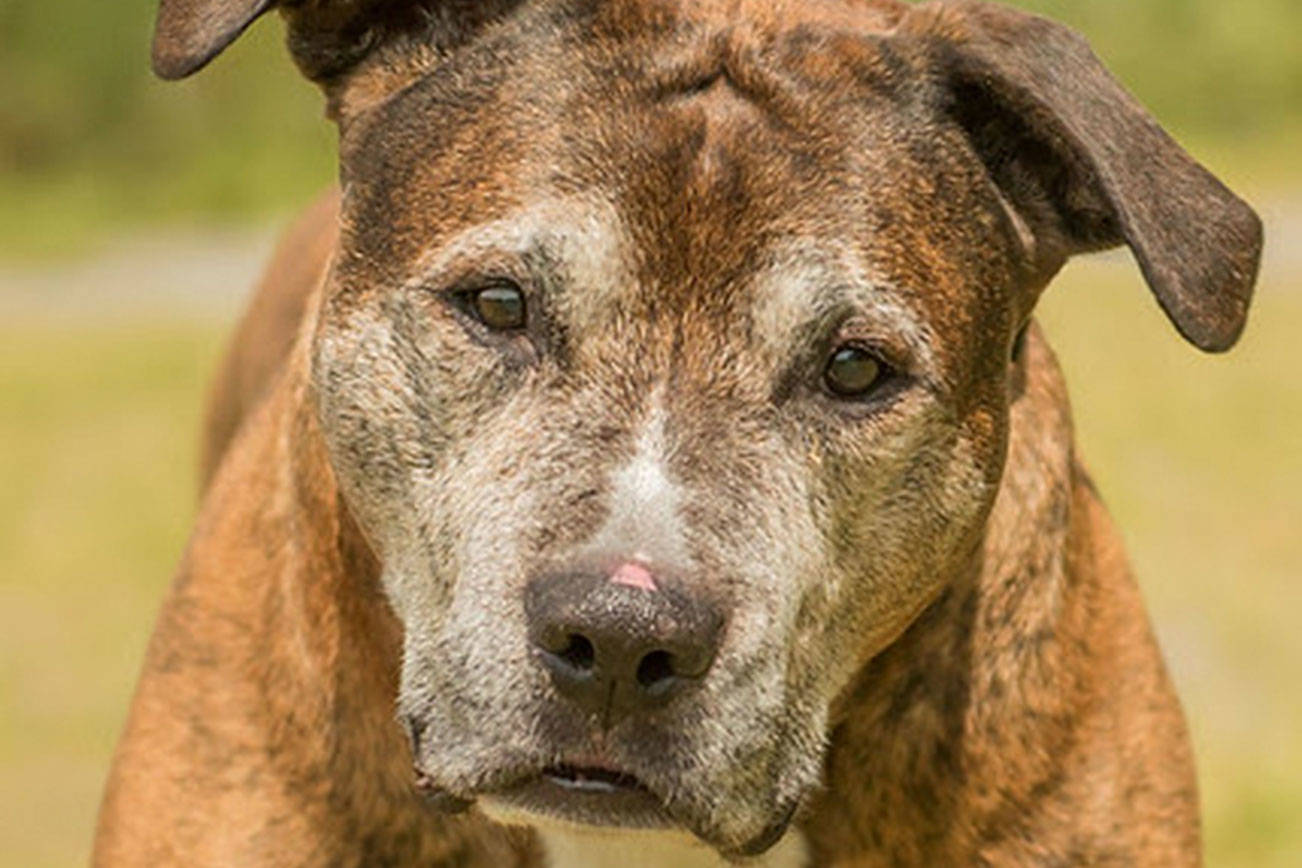 Four dang good dogs ready for adoption in Everett