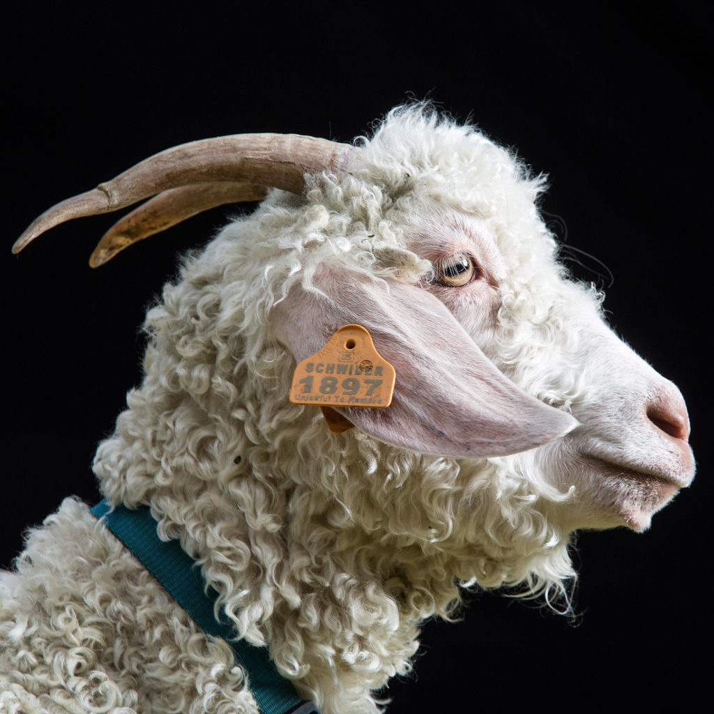 Meet an angora goat named HoHo at the Forest Park Animal Farm in Everett. (Andy Bronson / The Herald)
