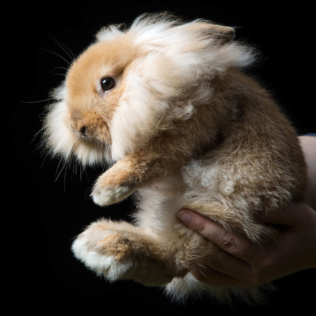 This lion-maned rabbit named Simba is a curious fella at the Forest Park Animal Farm in Everett.
