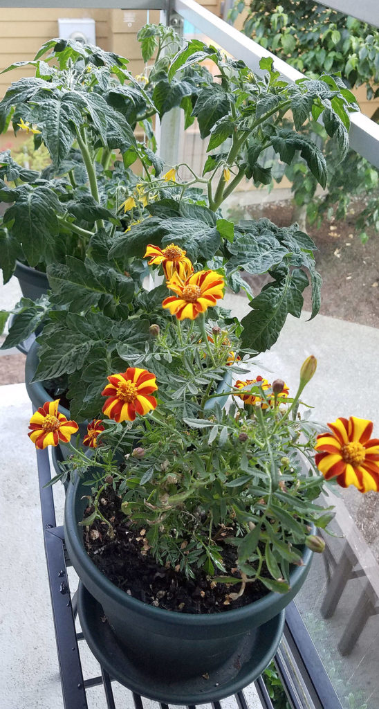 Striped marigolds — with their reputation for forestalling pests — sit shoulder to shoulder with my tomato plants. (Sharon Salyer/The Herald)
