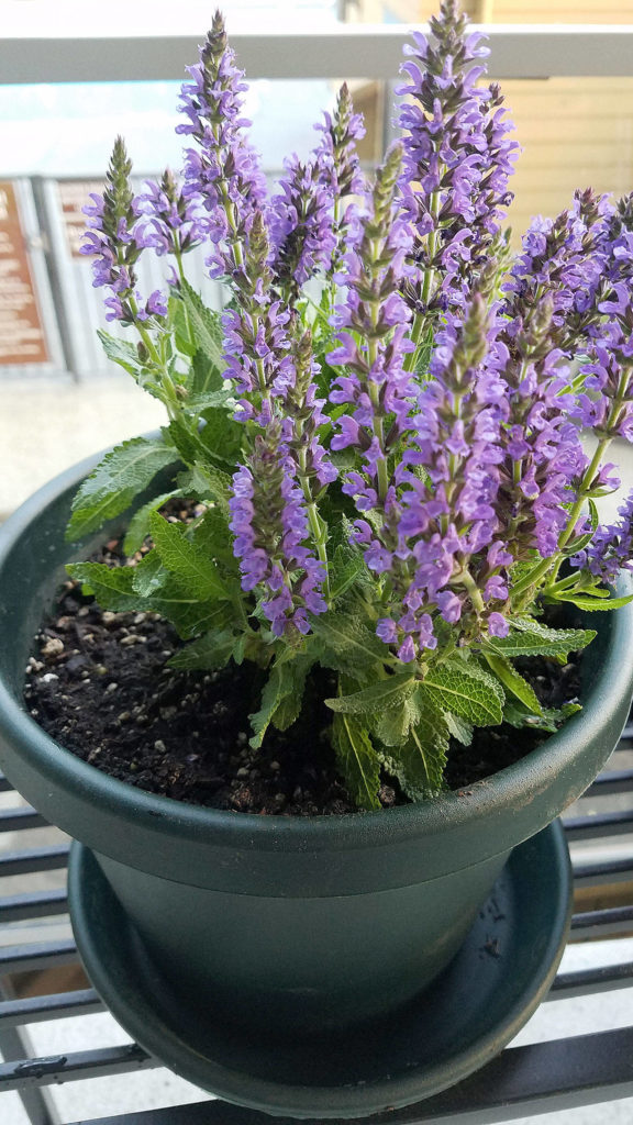 Salvia is one of a number of plants that can attract bees to your garden.
