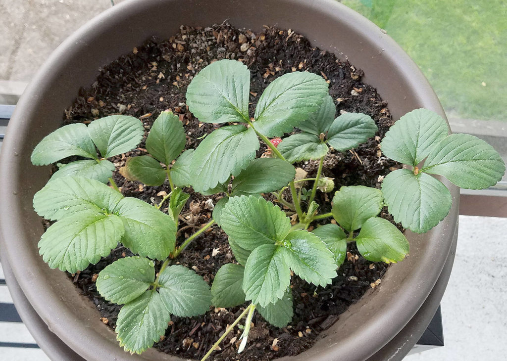 Among the first plants that can be started in spring are strawberries. (Sharon Salyer/The Herald)
