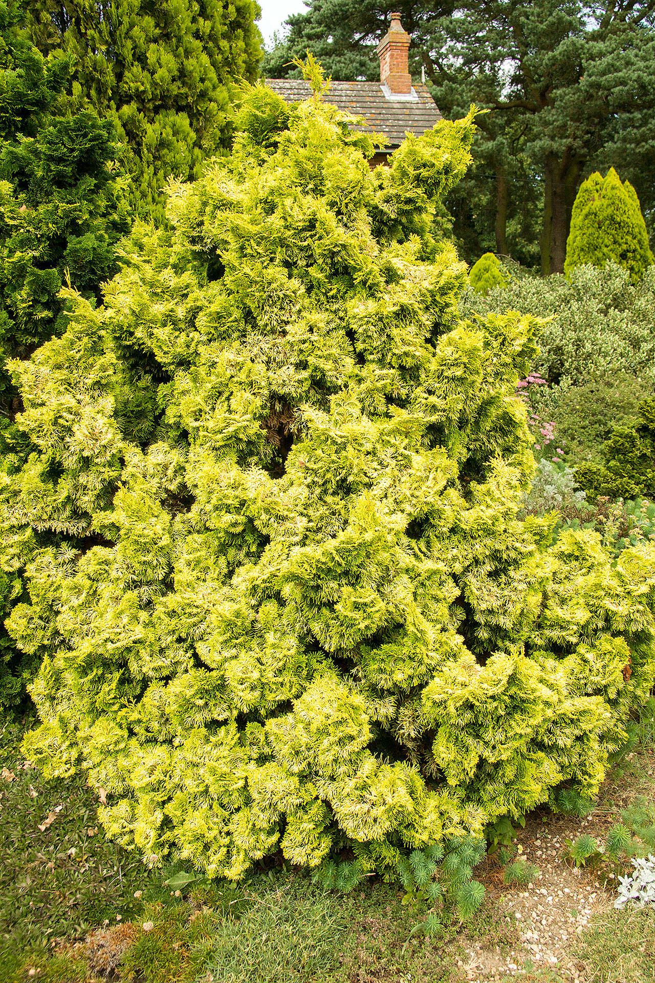 Golden dwarf Hinoki cypress is a perfect small specimen for the garden or as a container plant. (Richie Steffen)