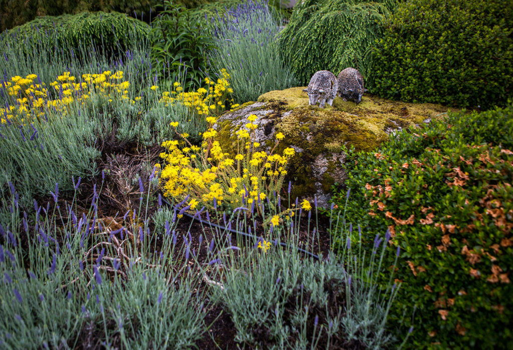 Two sheep statutes sit on a mossy rock in Kathy and Dave Hope’s garden surrounded by flowers and lavender. (Olivia Vanni / The Herald)
