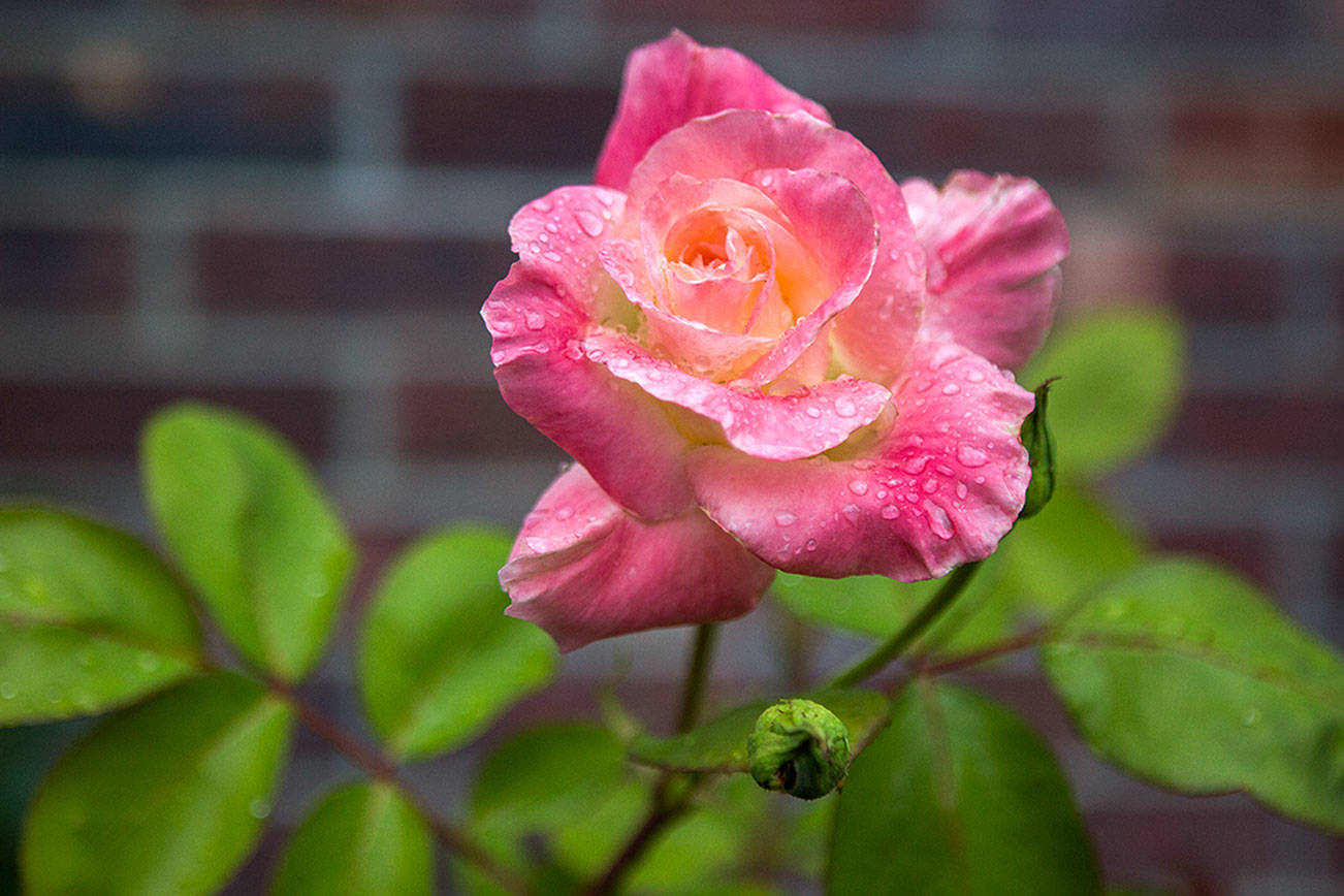 A rose in the front of the Hopes’ garden in Snohomish. (Olivia Vanni / The Herald)