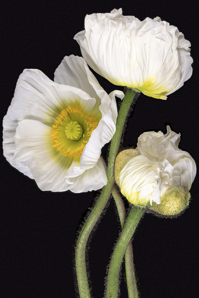 “Poppy,” one of the macro photographs by Melissa Holzinger of Arlington, was selected for the Schack Art Center’s “The Art of the Garden” exhibit.
