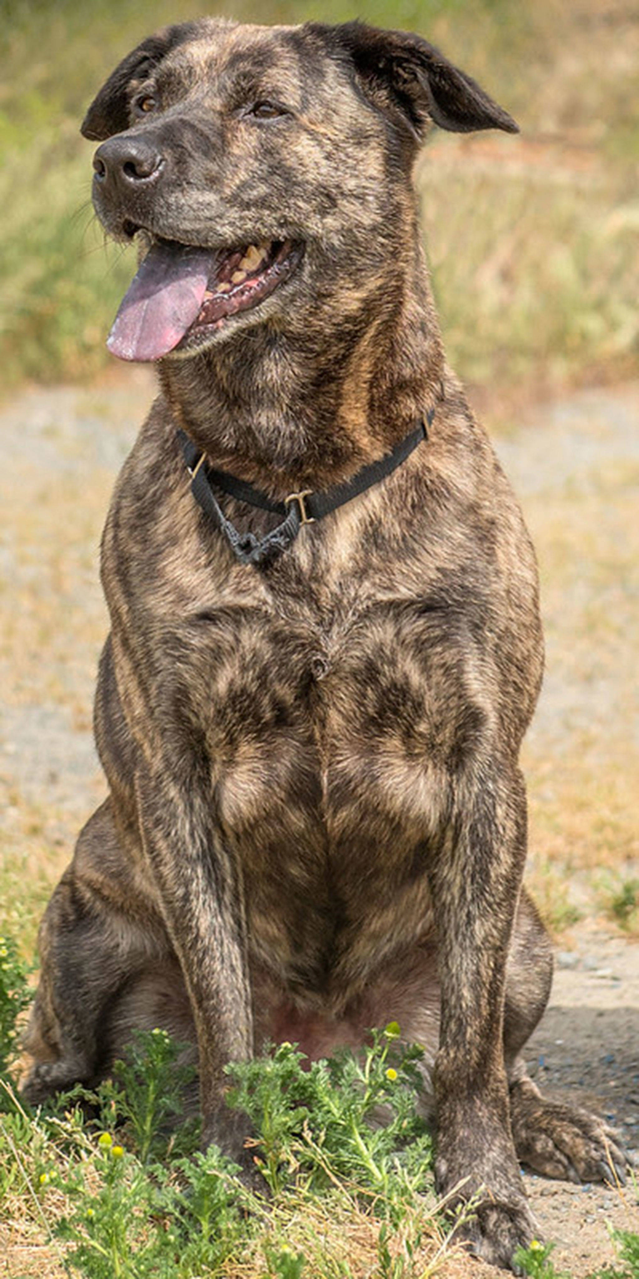 Brin is an active dog looking for a home with some adventures! She has lived with other dogs but will need a meet and greet with any resident canines. We are not sure how she will do with cats so slow proper introductions are needed. Brin would make a great hiking partner! Brin’s former family said she is a very good escape artist and needs to watched closely and not left unsupervised outside. (Curt Story/Everett Animal Shelter)