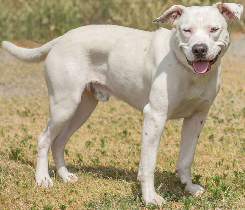Junior is a young dog looking for an active forever home! He will need a meet and greet with any resident canines and a feline free home. Any children in the home must be over 8 years old. If you have been looking for a fun-loving companion come meet Junior! (Curt Story/Everett Animal Shelter)
