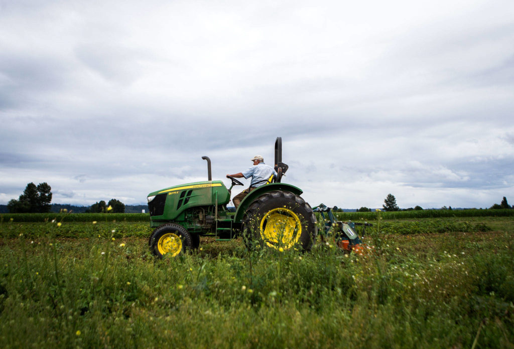 Don Bailey, of Bailey Farms, tills a patch of strawberries on July 10 in Snohomish. (Olivia Vanni / The Herald)
