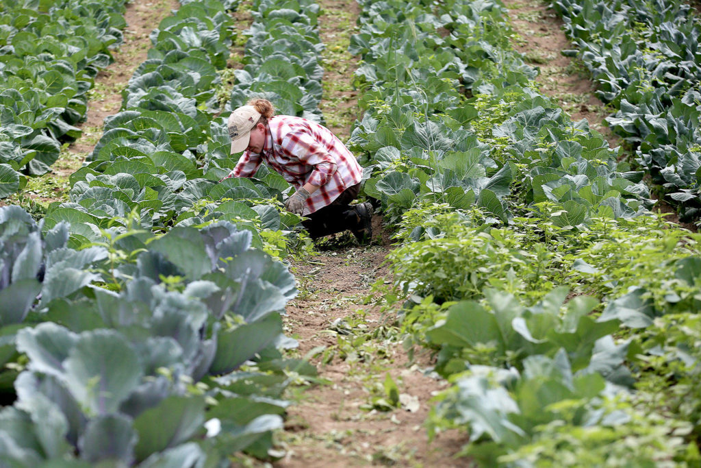Margaret Felts does some weeding at Skylight Farms in Snohomish on July 9. (Kevin Clark / The Herald)
