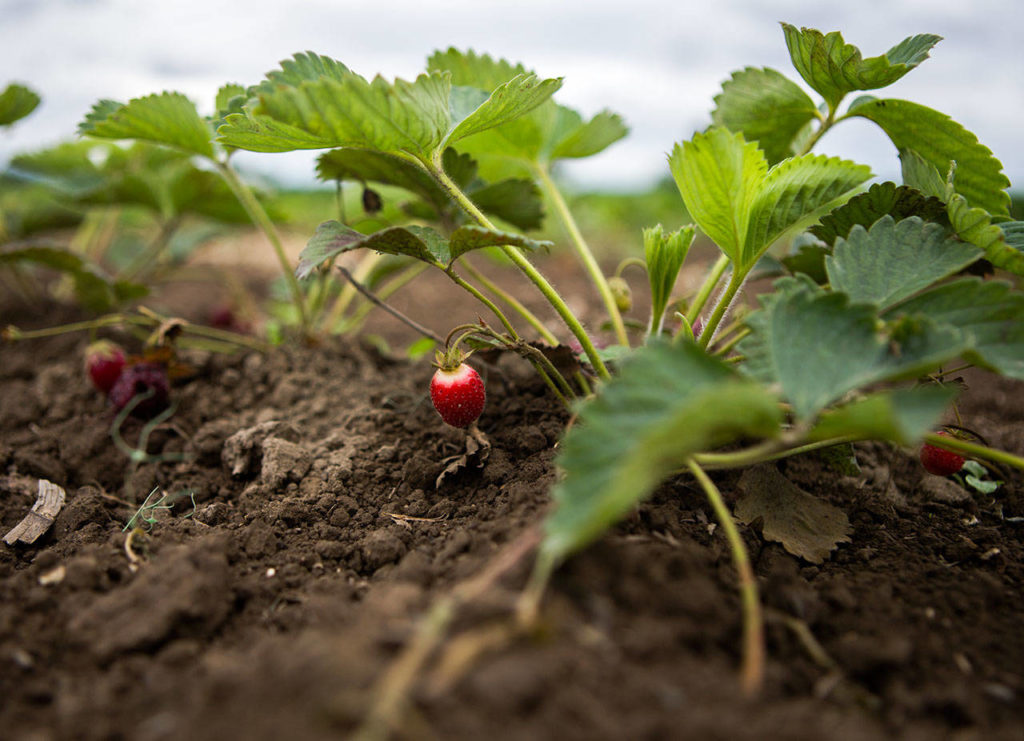 Ripe strawberries can be spotted along a row in the U-Pick patch of Bailey Farms on July 10 in Snohomish. (Olivia Vanni / The Herald)
