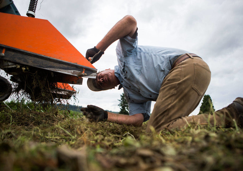 Don Bailey pulls tangled weeds out of his tiller on July 10 in Snohomish. (Olivia Vanni / The Herald)

