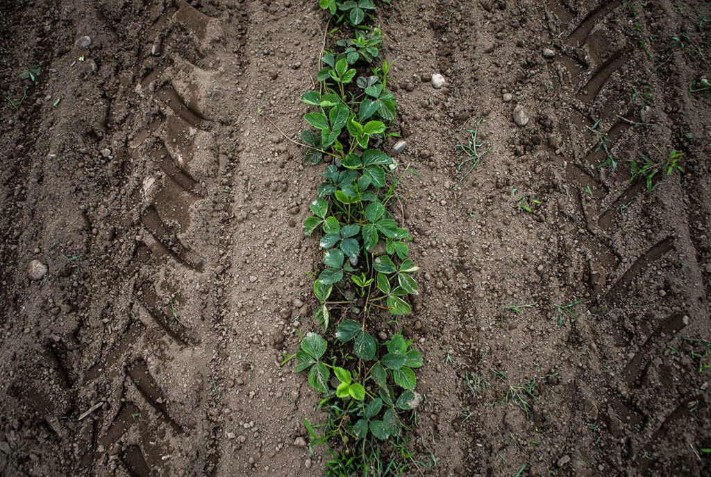 Tractor tracks mark the ground on either side of a row of strawberries on July 10 in Snohomish. (Olivia Vanni / The Herald)

