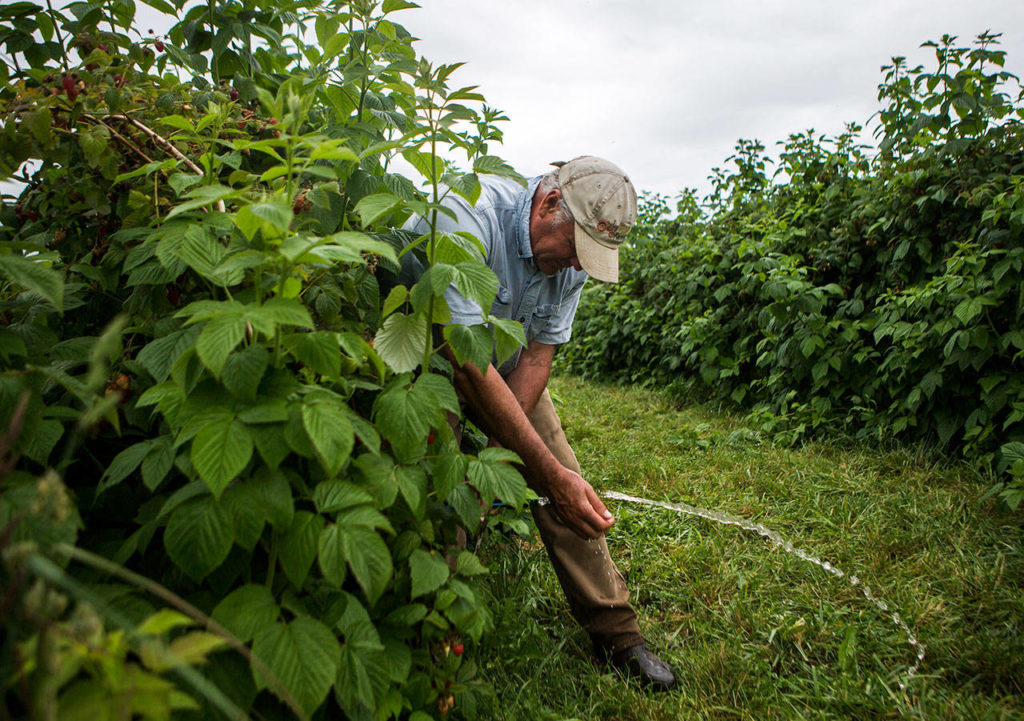 Don Bailey shows the irrigation system used for his raspberries on July 10 in Snohomish. (Olivia Vanni / The Herald)
