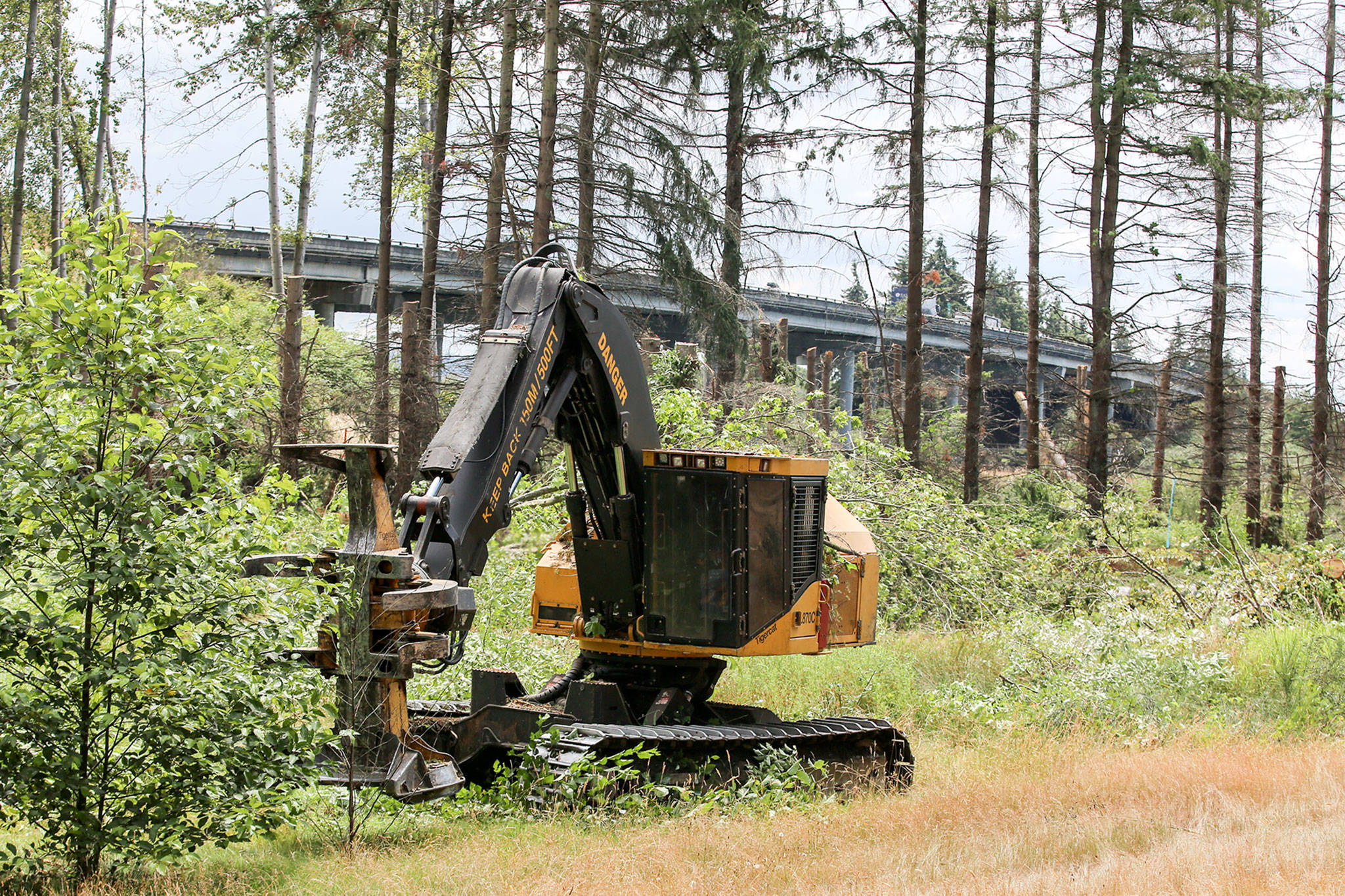 Crews work to clear a grove of trees in the shadow of I-5 on SR529 in Marysville to aid in salmon habitat restoration Monday. (Kevin Clark / The Herald)