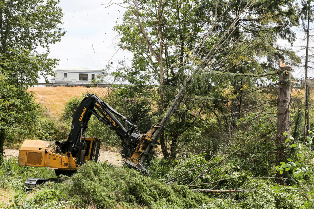Crews work to clear a grove of trees in the shadow of I-5 on SR529 in Marysville to aid in salmon habitat restoration Monday. (Kevin Clark / The Herald)
