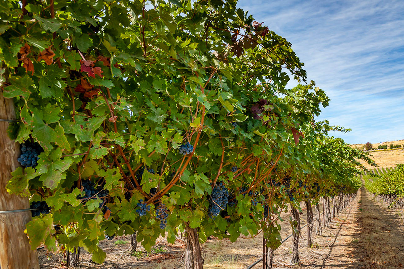 Merlot plays a lead role in these four Northwest red blends