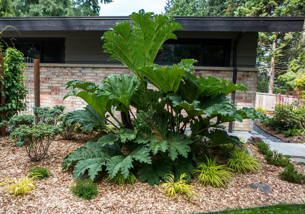 A gunnera, also known as the dinosaur plant, stands almost as tall as the house behind it. (Olivia Vanni / The Herald)
