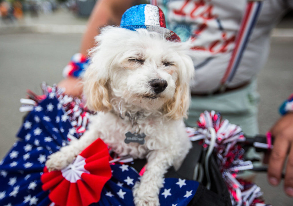 Lulu poses for a picture during the Colors of Freedom Fourth of July Parade on Thursday, July 4, 2019 in Everett, Wash. (Olivia Vanni / The Herald)
