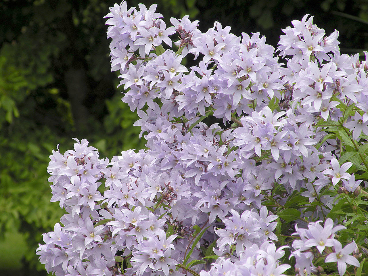 Milky bellflower produces clusters of star-shaped blooms that vary from white to deep sky blue. (Rick Peterson)