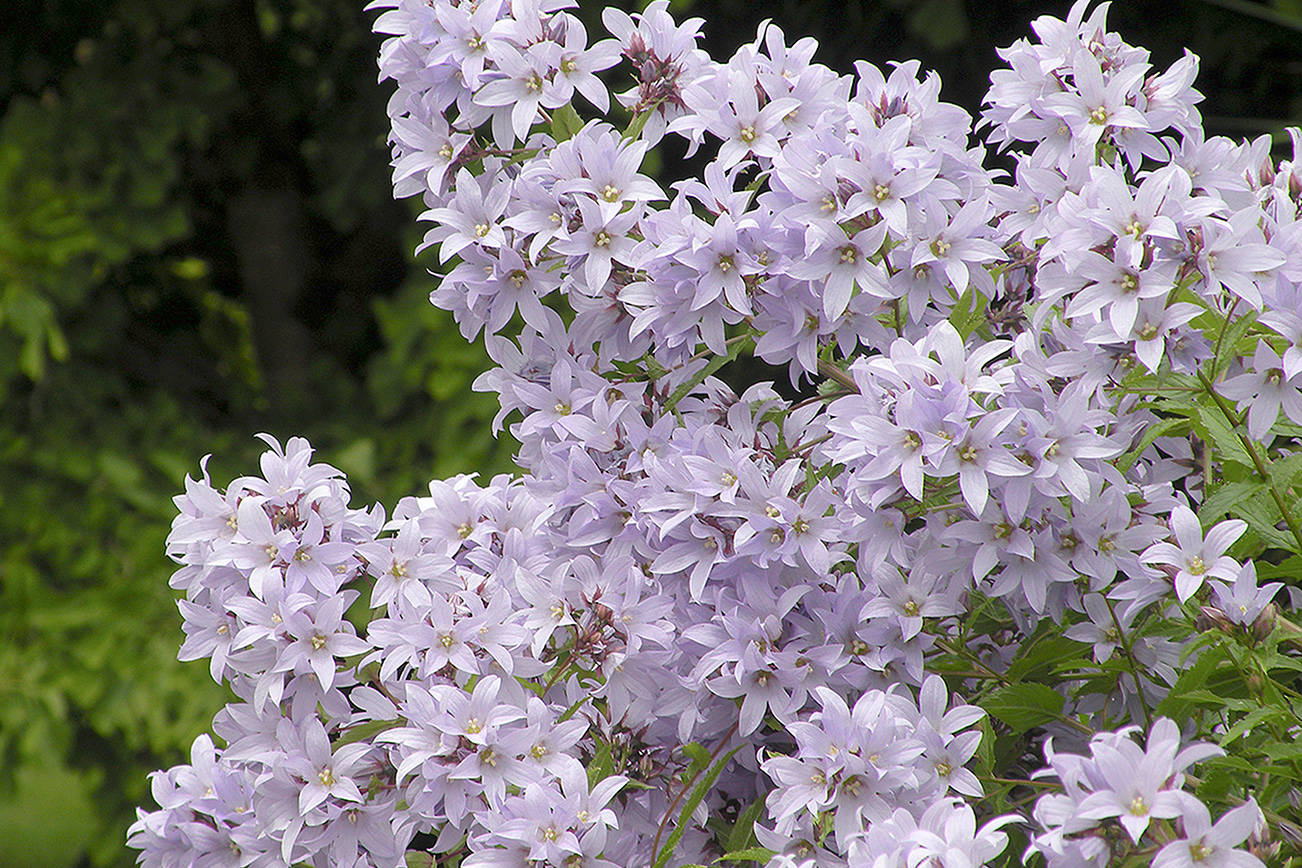 Great Plant Pick: Campanula lactiflora, milky bellflower