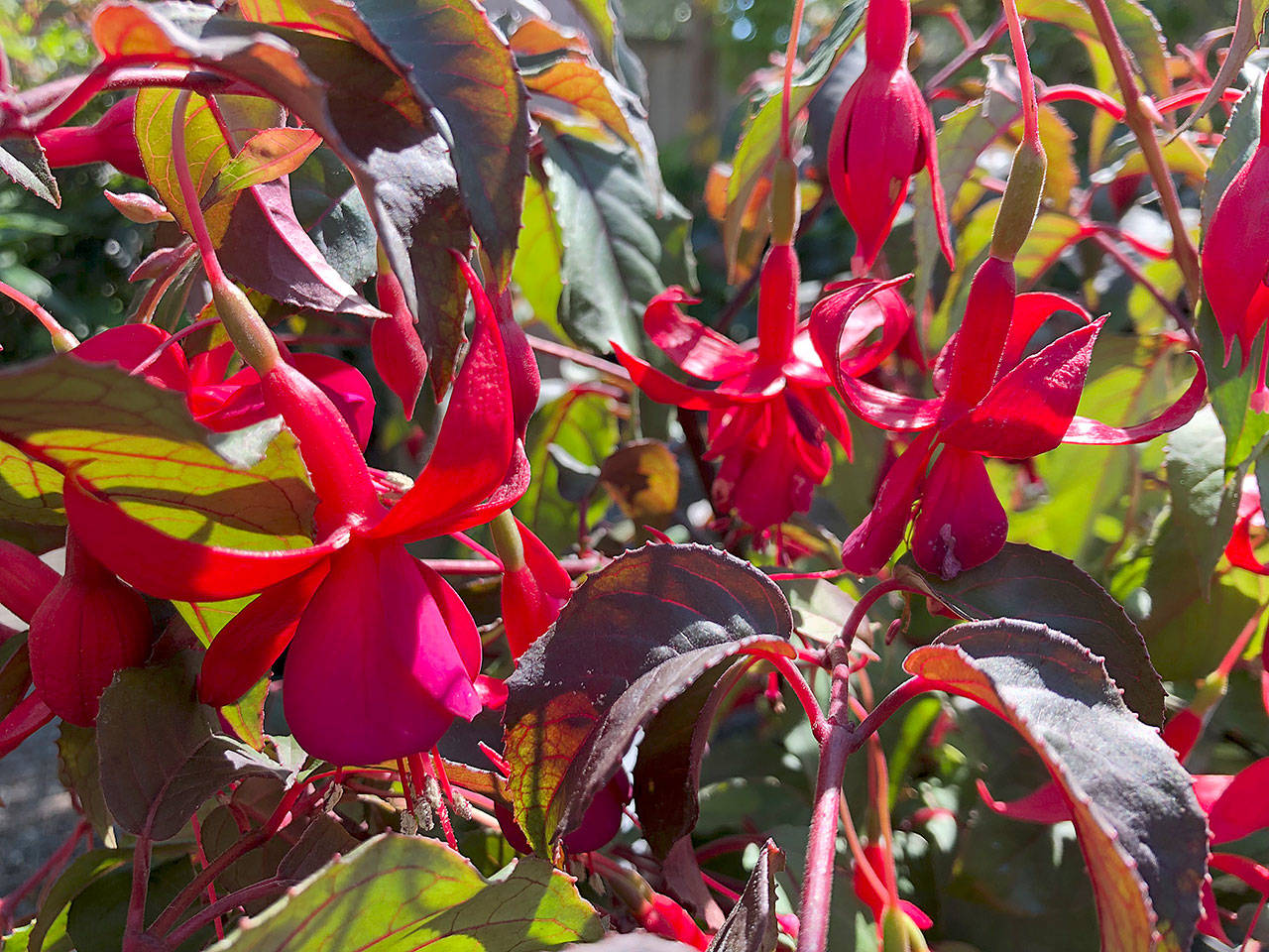 The “President” fuchsia variety bears masses of flowers with pink sepals (the outside set of petals) and a single purple to reddish-purple corolla (the inside set of petals). (Nicole Phillips)