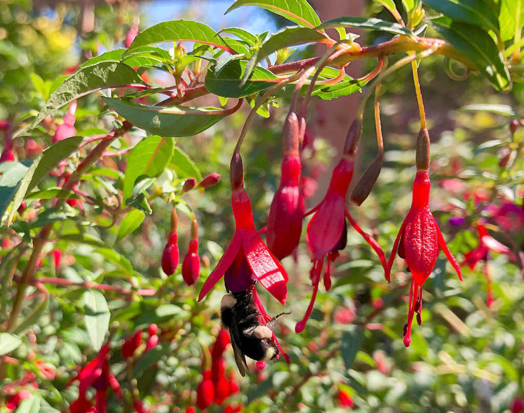 A bee visits one of the many narrow red and violet dangling blooms on a Fuschia “Little Giant” plant. (Nicole Phillips)
