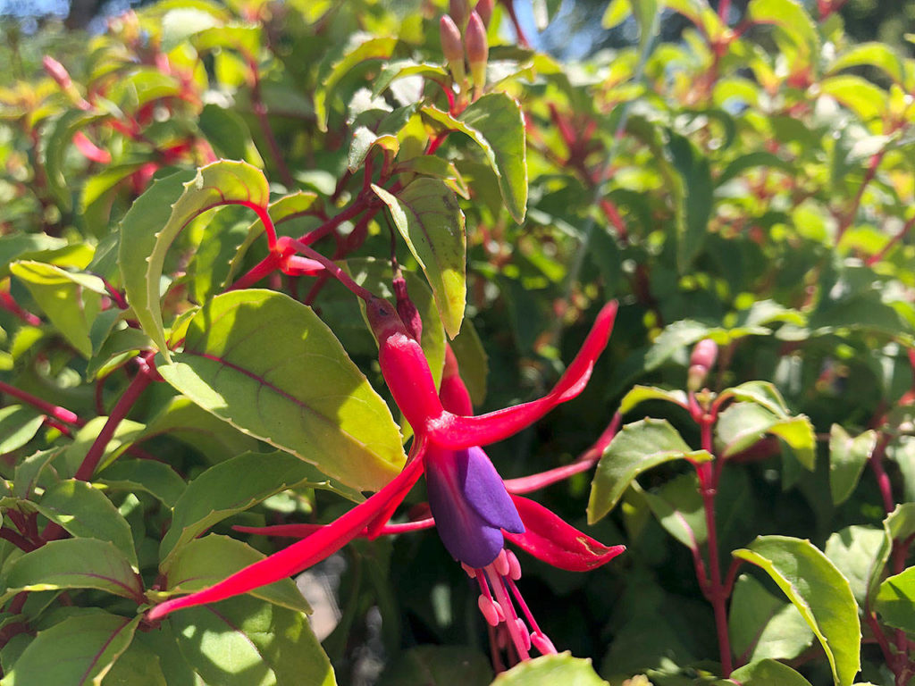 The red sepals and purple corolla of the “Golden Gate” Fuchsia are a stunning contrast to its golden foliage. Even without the blooms, the foliage will dress up any shady spot in the garden. (Nicole Phillips)

