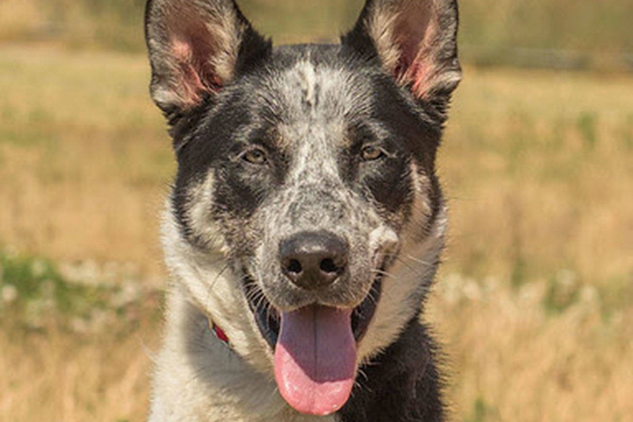 A few good Everett Animal Shelter dogs await good homes