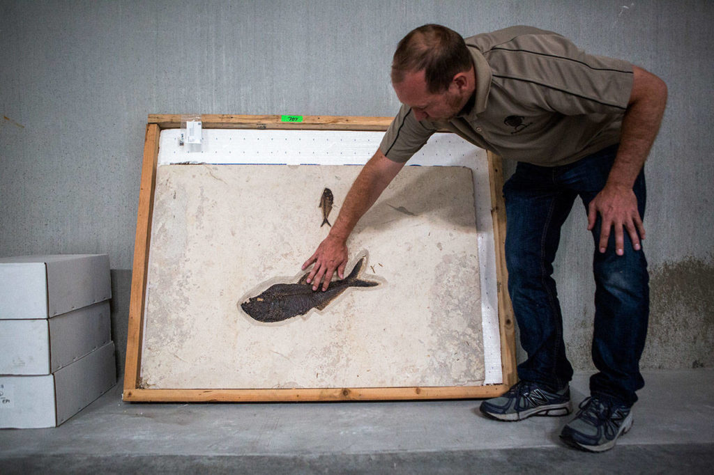 Matt Heaton talks about a fish fossil found in Wyoming that has been moved into the new FossilEra warehouse in Monroe. (Olivia Vanni / The Herald)
