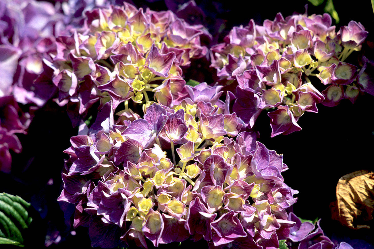 Great Plant Pick: Hydrangea macrophylla ‘Glowing Embers’