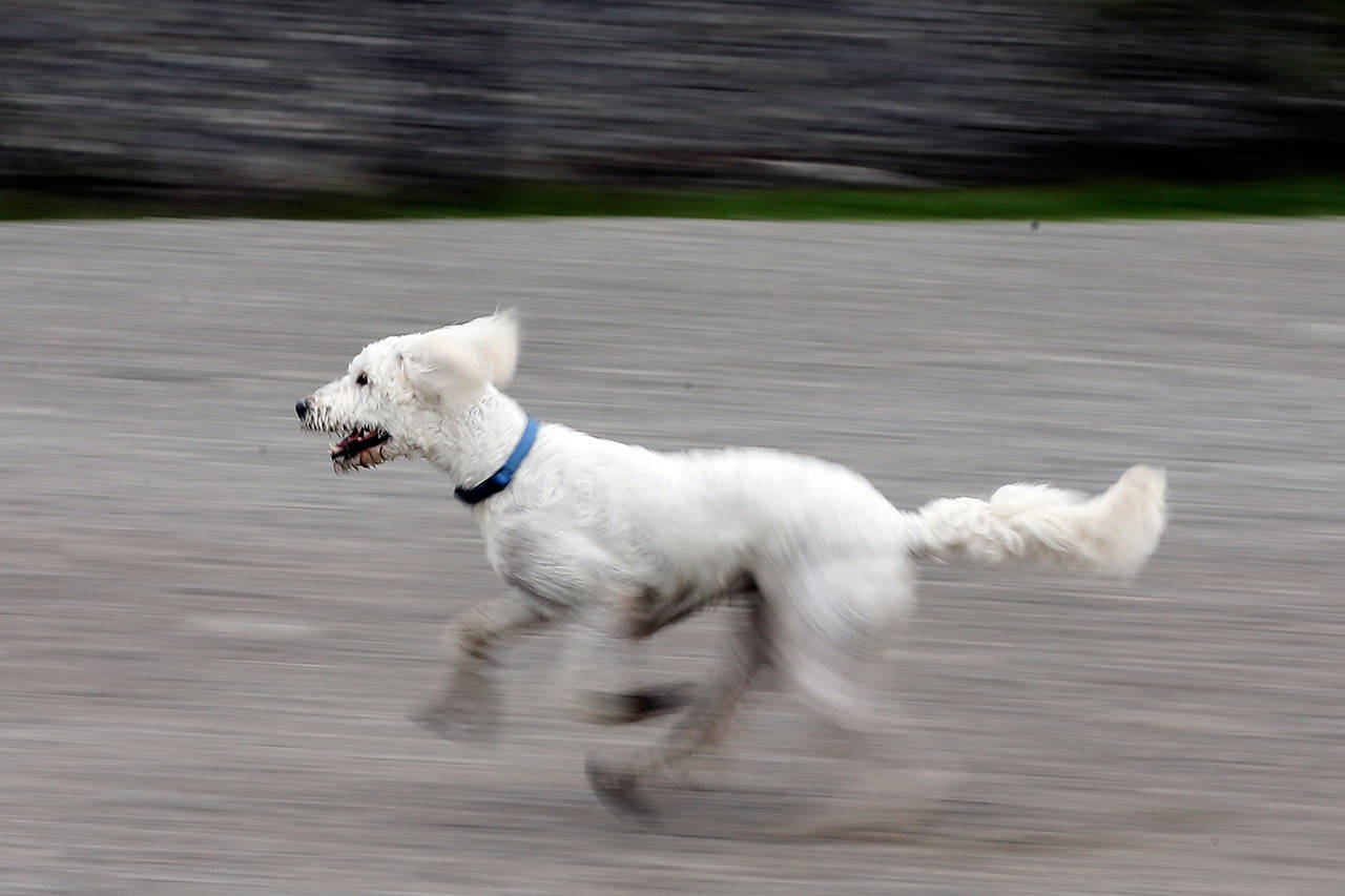 Kylie chases down a ball at Point Edwards Park in Edmonds on April 4. (Kevin Clark / The Herald)