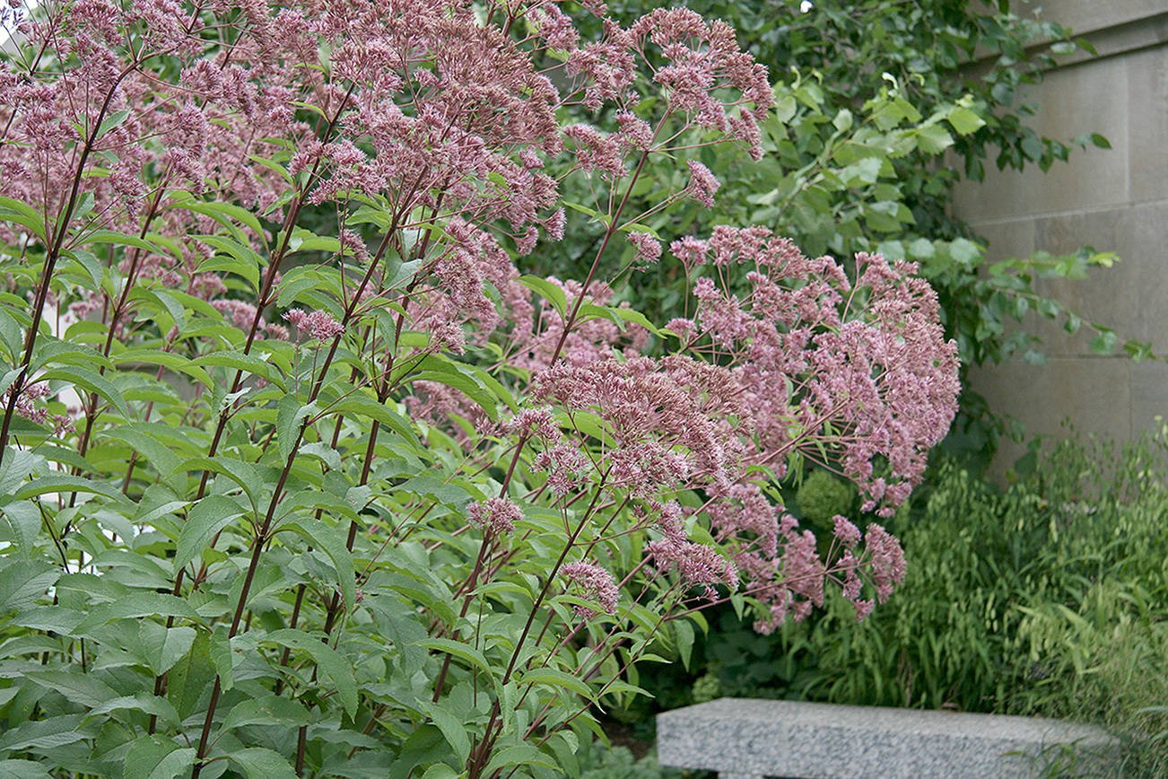 Great Plant Pick: Eupatorium maculatum “Gateway”