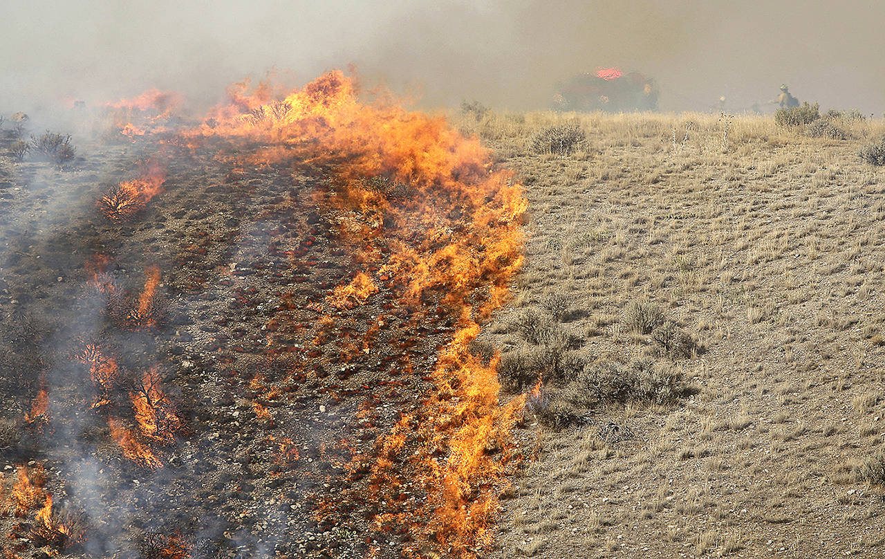 In this September 2018 photo, firefighters battle a brush fire near Shaggy Mountain Road in Herriman, Utah. (Jeffrey D. Allred/The Deseret News via AP, File)