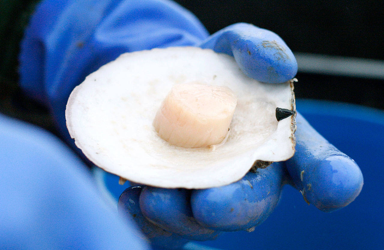 America’s got scallops Catch is up, consumers shelling out