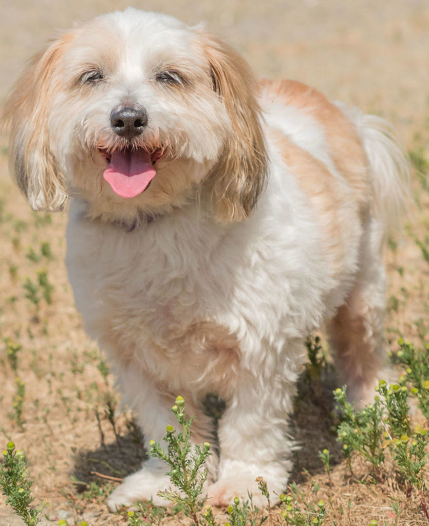 Joe is here looking for a new home. He likes things his own way and will need an adult home. He is a senior and will need regular vet visits and a dental in the next 6 to 12 months. Joe will need a meet and greet with any resident canines and we are not sure how he will do with cats.
