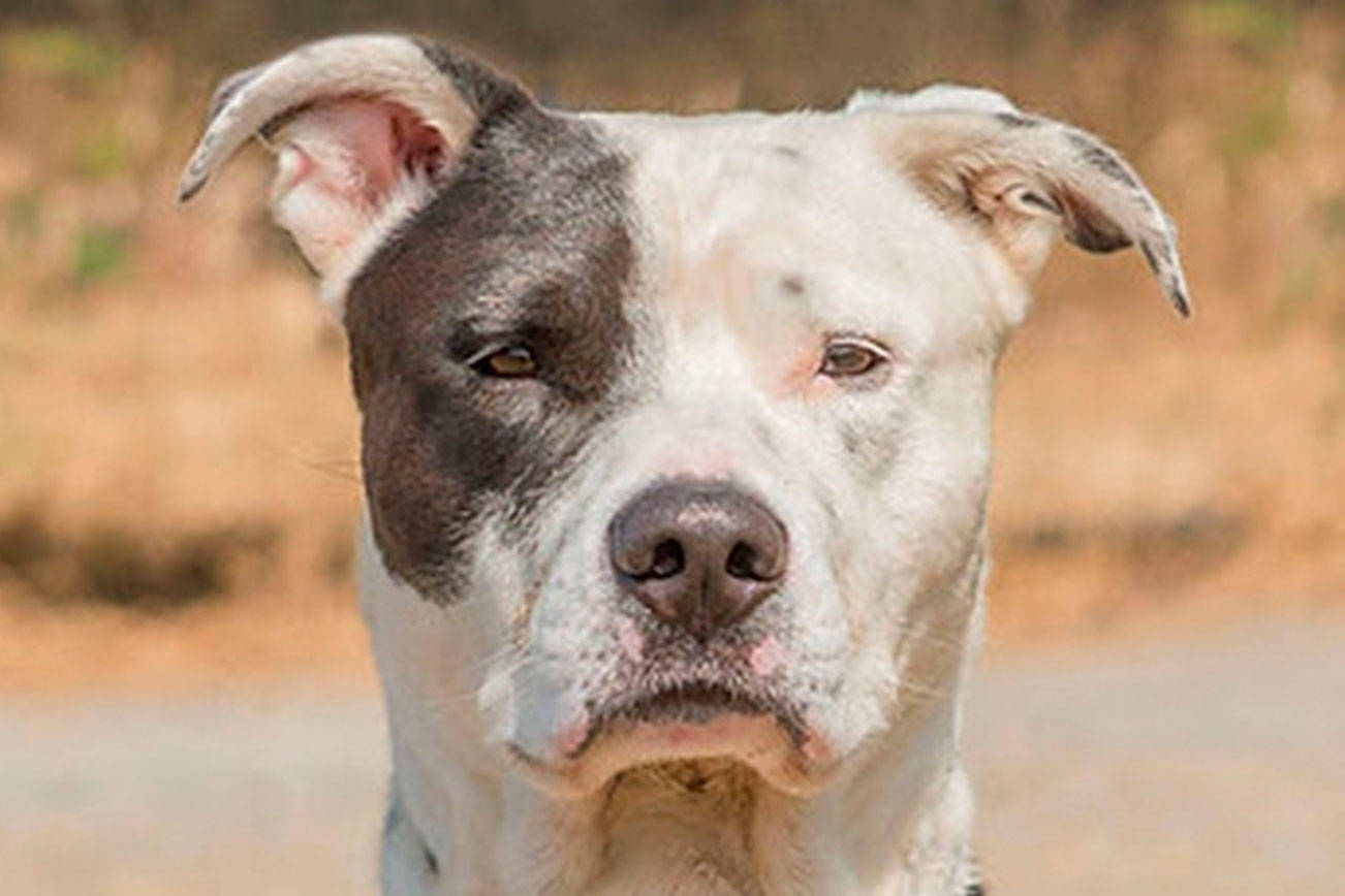 These dogs are up for adoption from Everett Animal Shelter