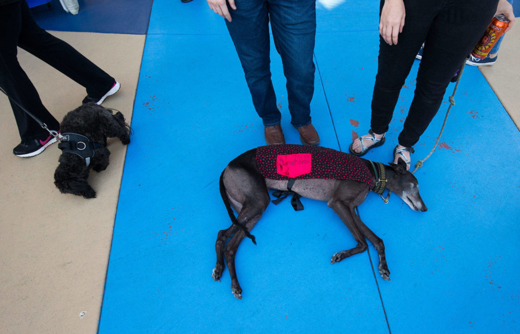 While other dogs sniff around, Odo, a greyhound takes time to chill and relax during the Bark in the Park at Funko Field on Monday, July 22, 2019 in Everett, Wash. (Andy Bronson / The Herald)
