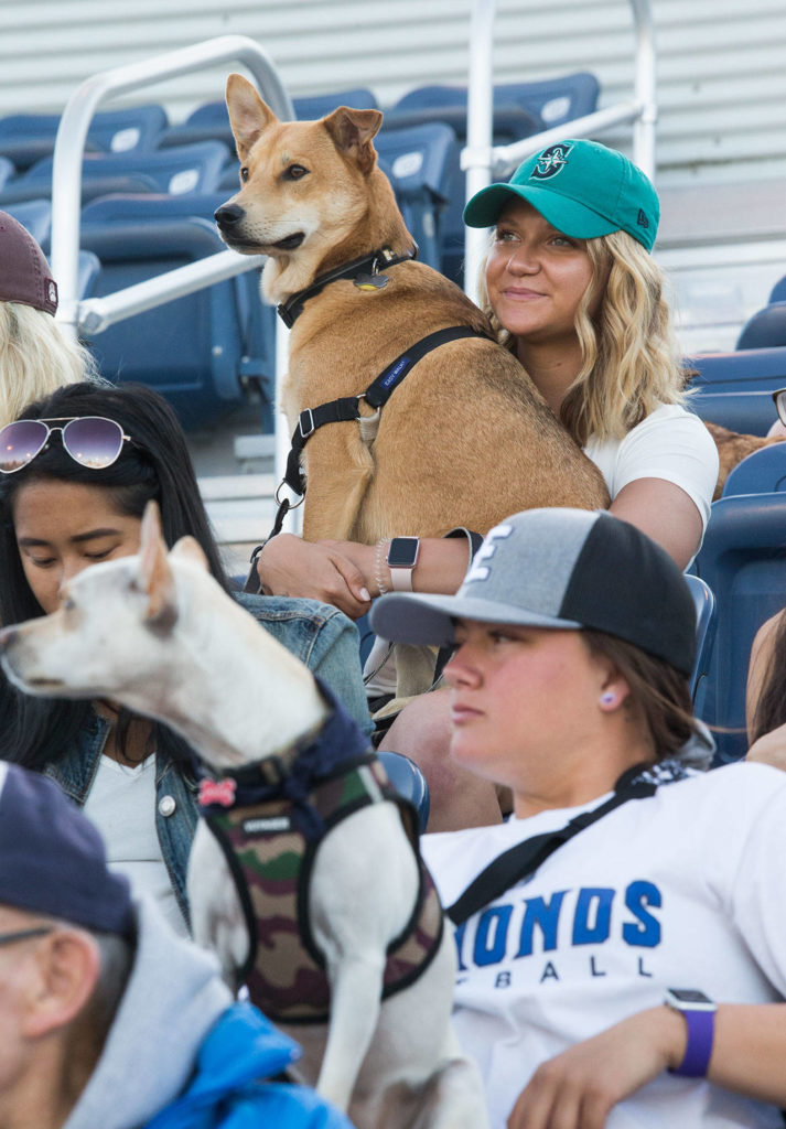 Hamilton gets a lap view seat as he and owner Chloe Thompson watch the baseball game during Bark in the Park at Funko Field on Monday, July 22, 2019 in Everett, Wash. (Andy Bronson / The Herald)
