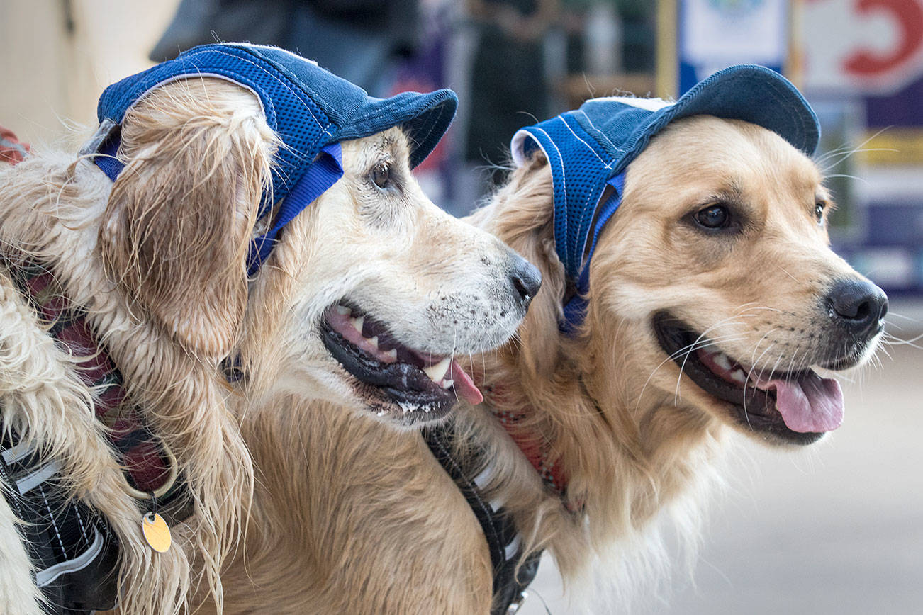 Hank, left, and Hoover sports baseball caps while attending the Bark in the Park at Funko Field on Monday, July 22, 2019 in Everett, Wash. (Andy Bronson / The Herald)