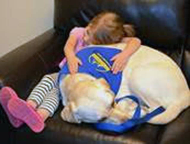 After serving Snohomish County for seven years, Harper Lea the therapy dog is retiring. (Dawson Place)