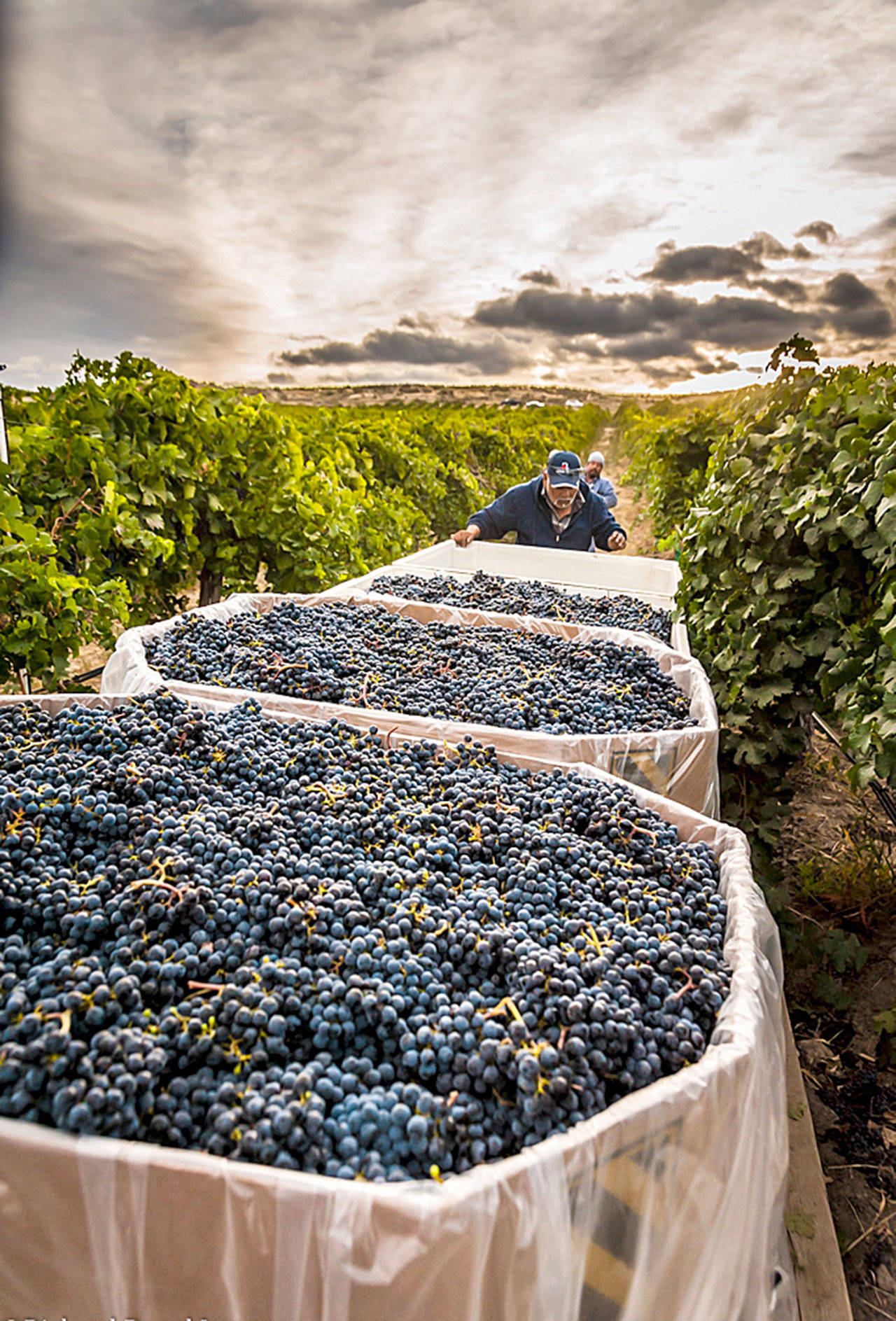 Bins of cabernet sauvignon now signal the largest harvest of grapes in the Washington state wine industry. (Richard Duval Images)