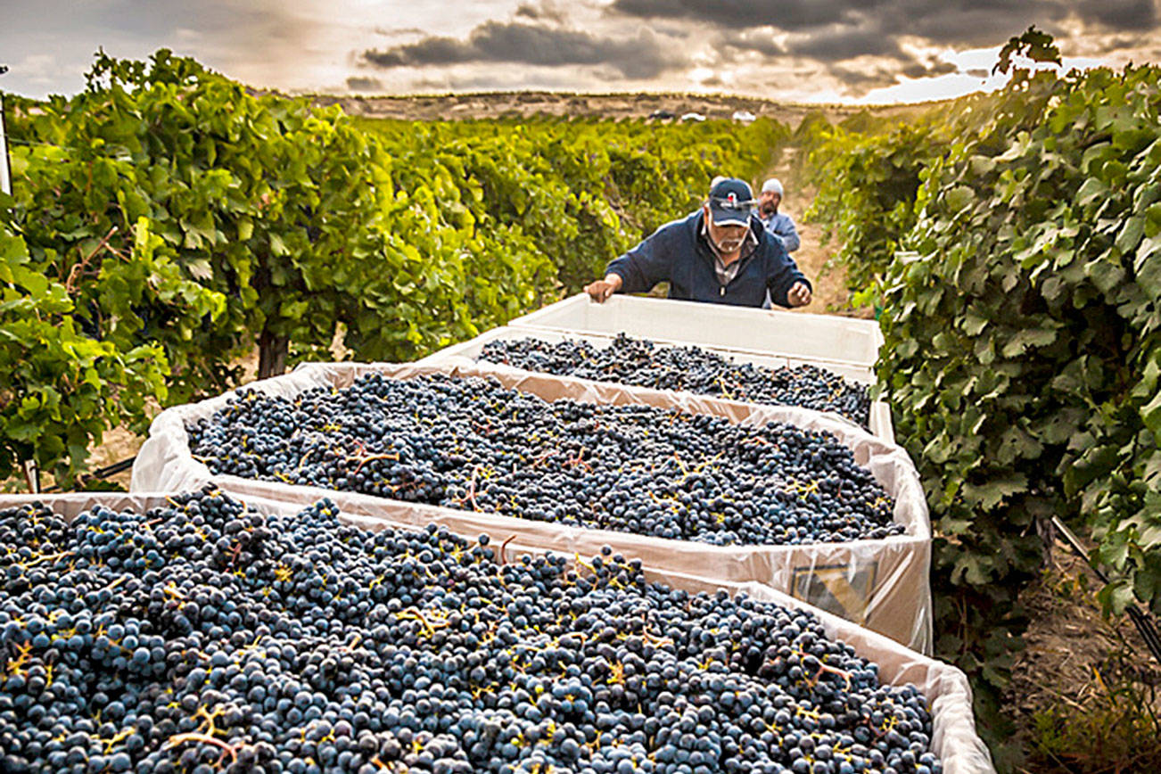 Cabernet sauvignon could be called Washington’s signature wine