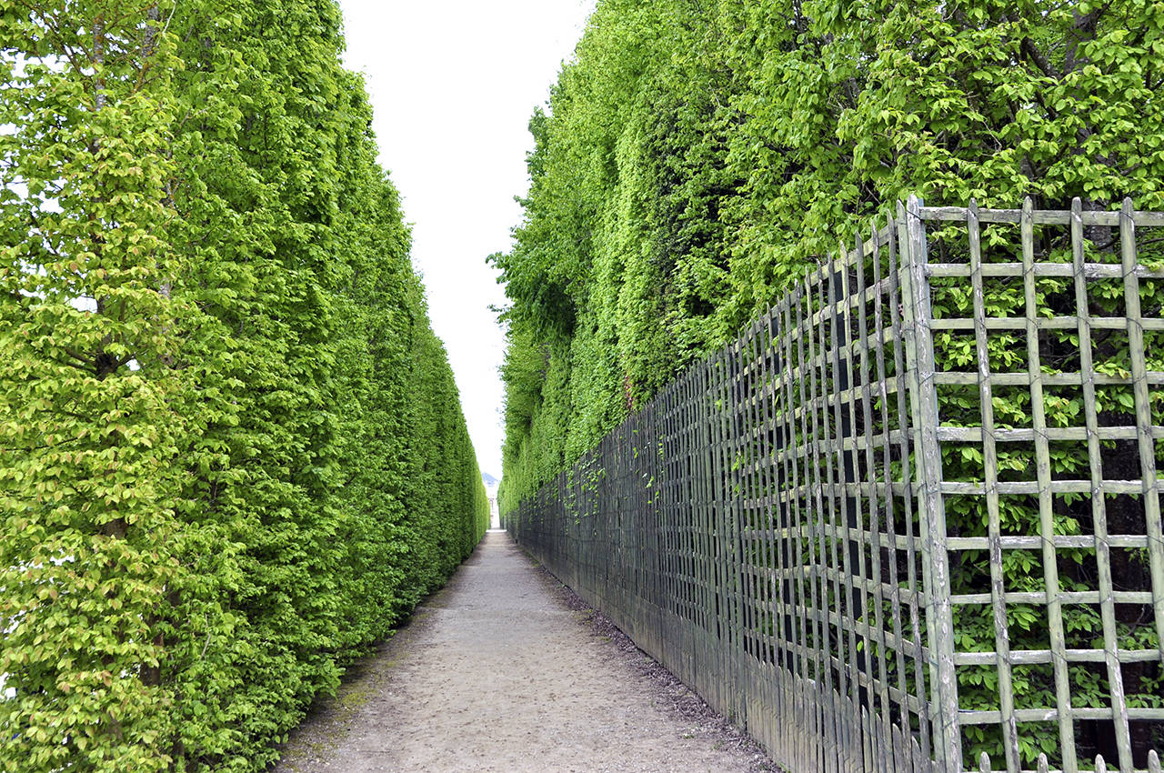Photo by Nanda Ramesh                                These hedges at Versailles, mostly hornbeams, grow very tall and lend themselves to close pruning. Hedges like these are good candidates for living wind screens.