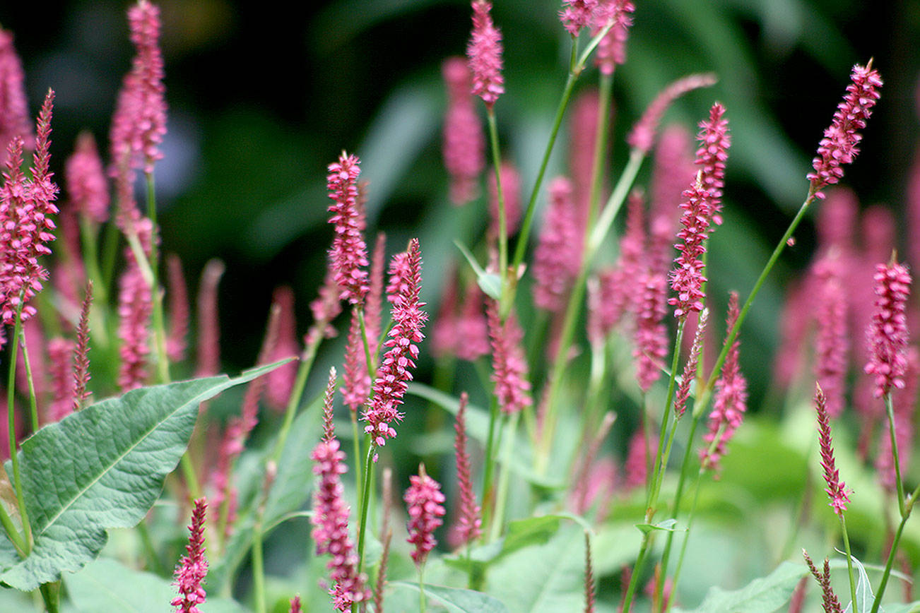 Great Plant Pick: Persicaria amplexicaulis “Taurus,” mountain fleece