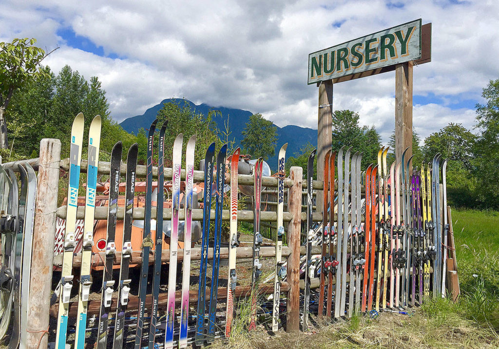 The fence of 1,450 old skis stretches roughly 200 yards around North Cascades Nursery on U.S. 2 between Gold Bar and Sultan. (Andrea Brown / The Herald)
