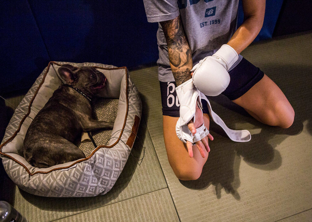 Miranda Granger’s dog, Kala, lays in her bed while she straps on her training gloves at Charlie’s Combat Club on July 26, 2019, in Everett. (Olivia Vanni / The Herald)
